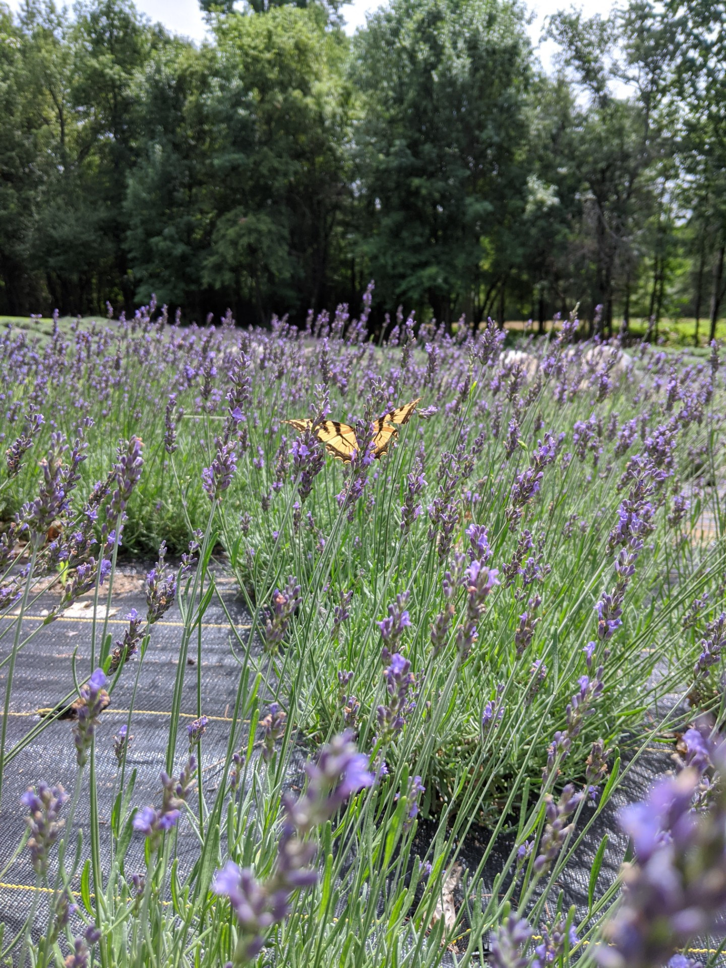 Braun's Riverside Lavender Farm Steep Falls, Maine 04085