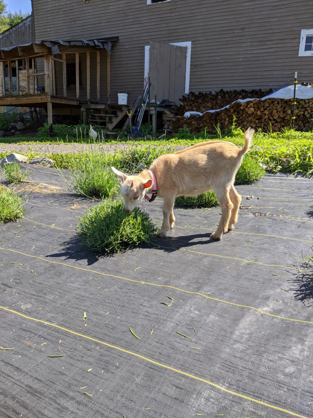 Braun's Riverside Lavender Farm Steep Falls, Maine 04085