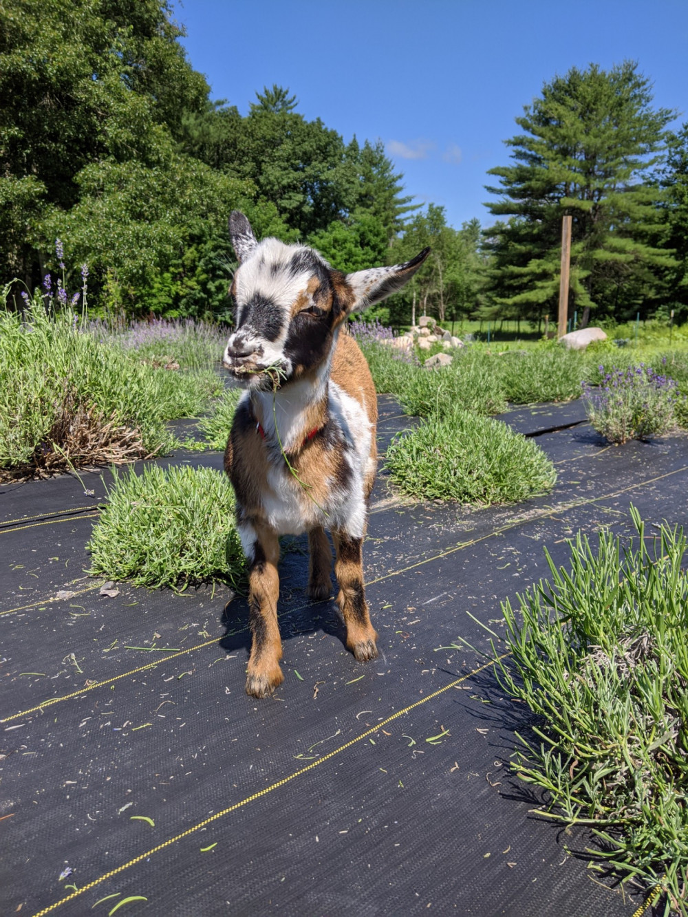 Braun's Riverside Lavender Farm Steep Falls, Maine 04085